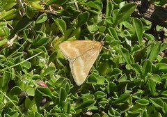 Pyrausta aerealis