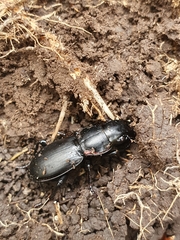 Secatophus australis