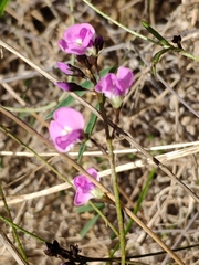 Glycine rubiginosa