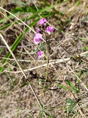 Glycine rubiginosa