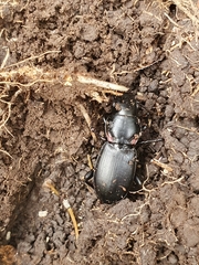 Secatophus australis