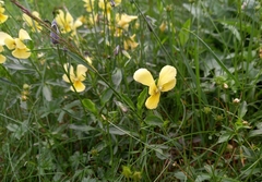 Viola lutea sudetica