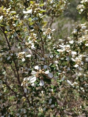 Spyridium spathulatum
