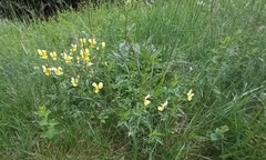 Viola lutea sudetica