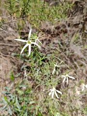 Anthocercis angustifolia