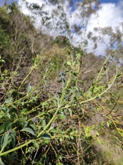 Logania saxatilis