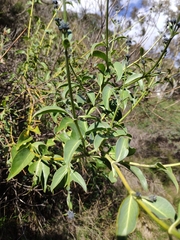 Logania saxatilis