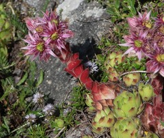 Sempervivum tectorum