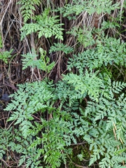 Cheilanthes austrotenuifolia