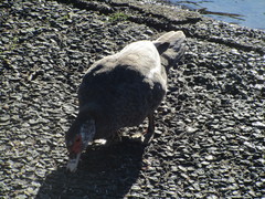 Cairina moschata domestica