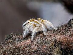 Pseudomogrus zhilgaensis