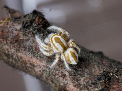 Pseudomogrus zhilgaensis