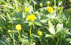 Trollius riederianus