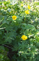 Trollius riederianus