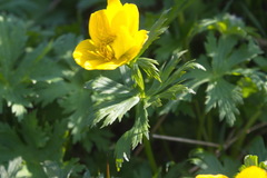 Trollius riederianus