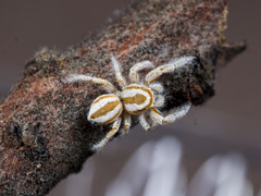 Pseudomogrus zhilgaensis