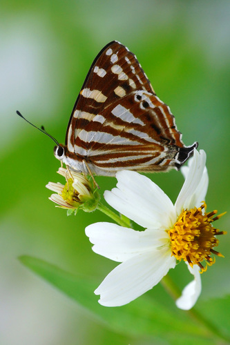 Dodona eugenes