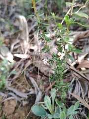 Cryptandra tomentosa