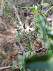 Cryptandra tomentosa