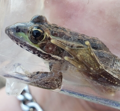 Lithobates yavapaiensis