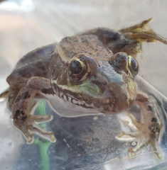 Lithobates yavapaiensis
