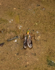 Poecilobothrus nobilitatus