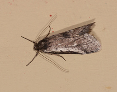 Philobota stella
