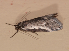 Philobota stella