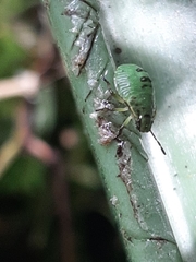 Palomena prasina