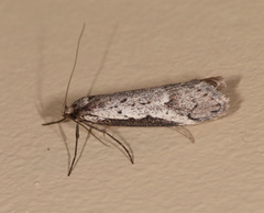 Philobota stella
