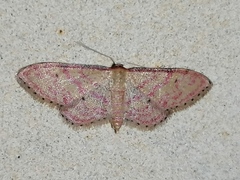 Idaea rhodogrammaria