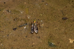 Poecilobothrus nobilitatus