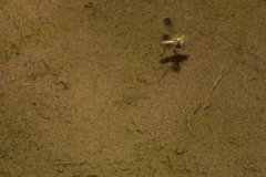 Poecilobothrus nobilitatus
