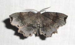 Cepphis decoloraria