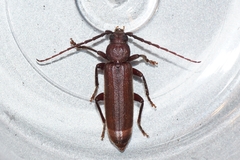 Arhopalus rusticus