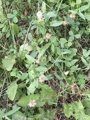 Trifolium repens