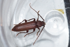 Arhopalus rusticus