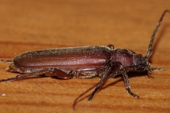 Arhopalus rusticus