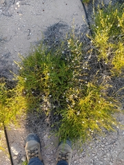 Scaevola cunninghamii