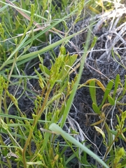 Scaevola cunninghamii