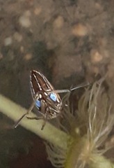 Enithares biimpressa