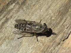 Tabanus nemoralis