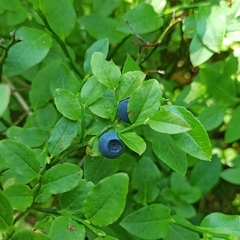 Vaccinium myrtillus