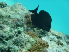 Ctenochaetus striatus