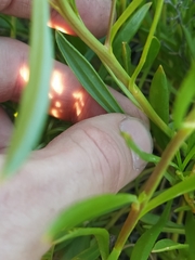 Scaevola cunninghamii