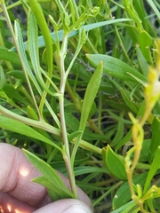 Scaevola cunninghamii