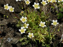 Saxifraga aspera