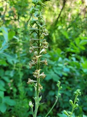 Delphinium viridescens