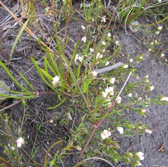 Lachnaea burchellii