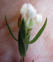 Lachnaea burchellii